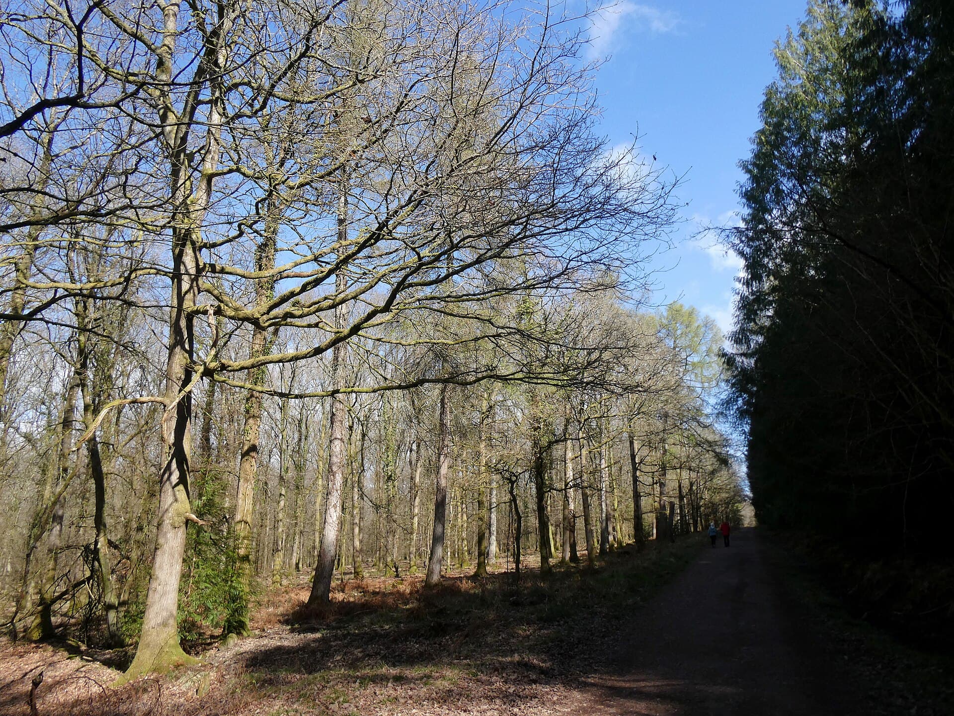 Waldweg mit Nadelbäumen in der Region Nendorf/Stolzenau
