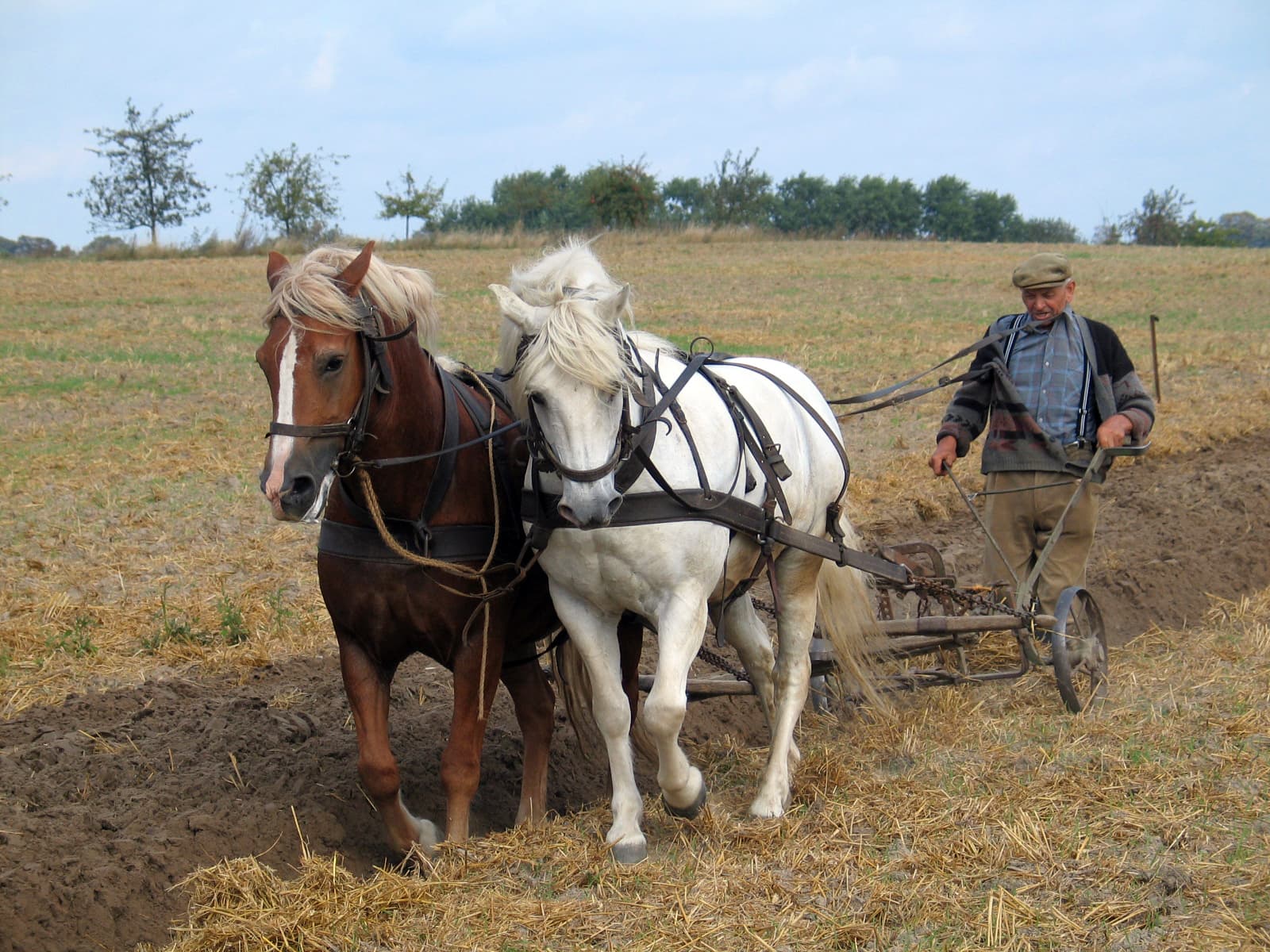 Traktor bei landwirtschaftlicher Arbeit
